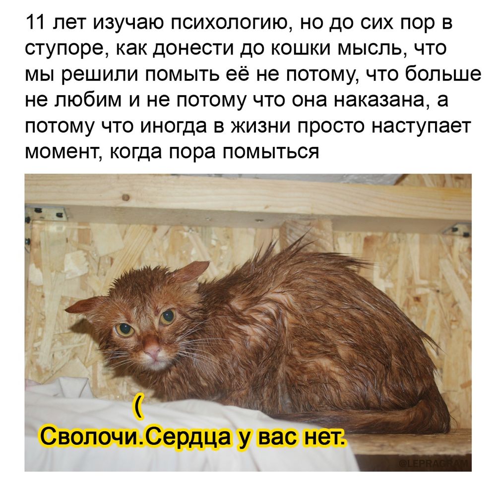 11 лет изучаю психологию но до сих пор в ступоре как донести до кошки мысль что мы решили помыть её не потому что больше не любим и не потому что она наказана а потому что иногда в жизни просто наступает момент когда пора помыться _