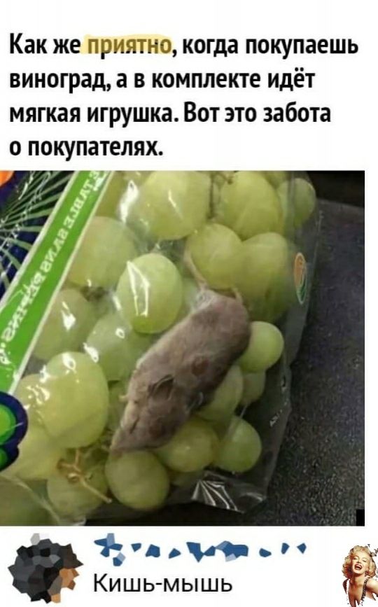 Как же прияпю когда покупаешь виноград а в комплекте идёт мягкая игрушка Вот это забота о покупателях 1 Кишь мышь