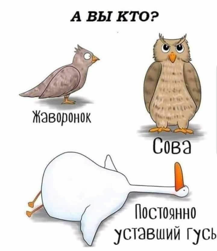 А ВЫ КТО Жаворонок Постоянно уставший Г усь