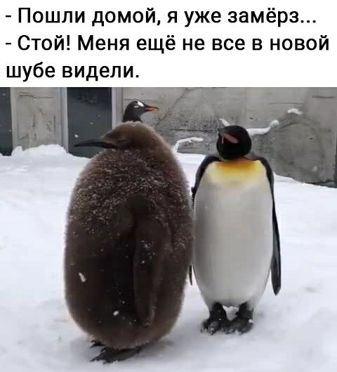 Пошли домой я уже замёрз Стой Меня ещё не все в новой шубе видели