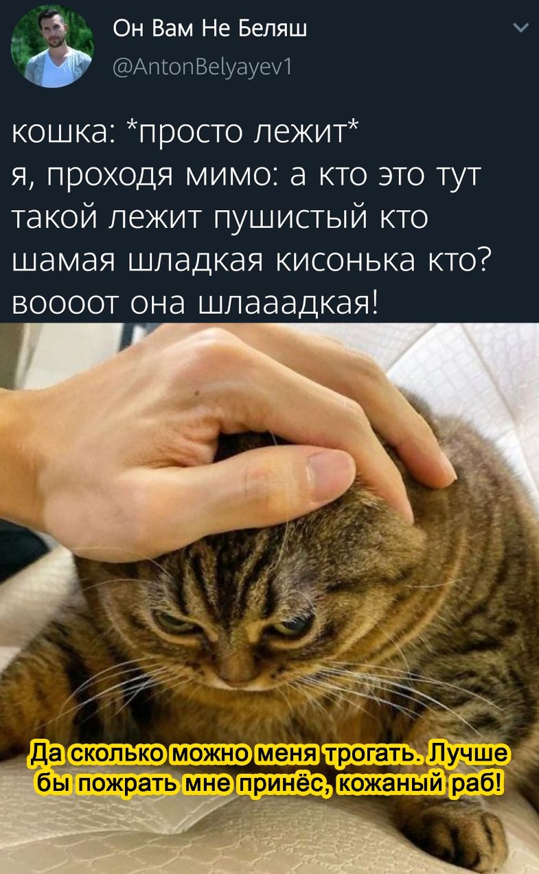 Он Вам Не Беляш АпгопВеіуауеИ кошка п росто пежит я проходя мимо а кто это тут такой лежит пушистый кто шамая шладкая кисонька кто воооот она шпааадкая