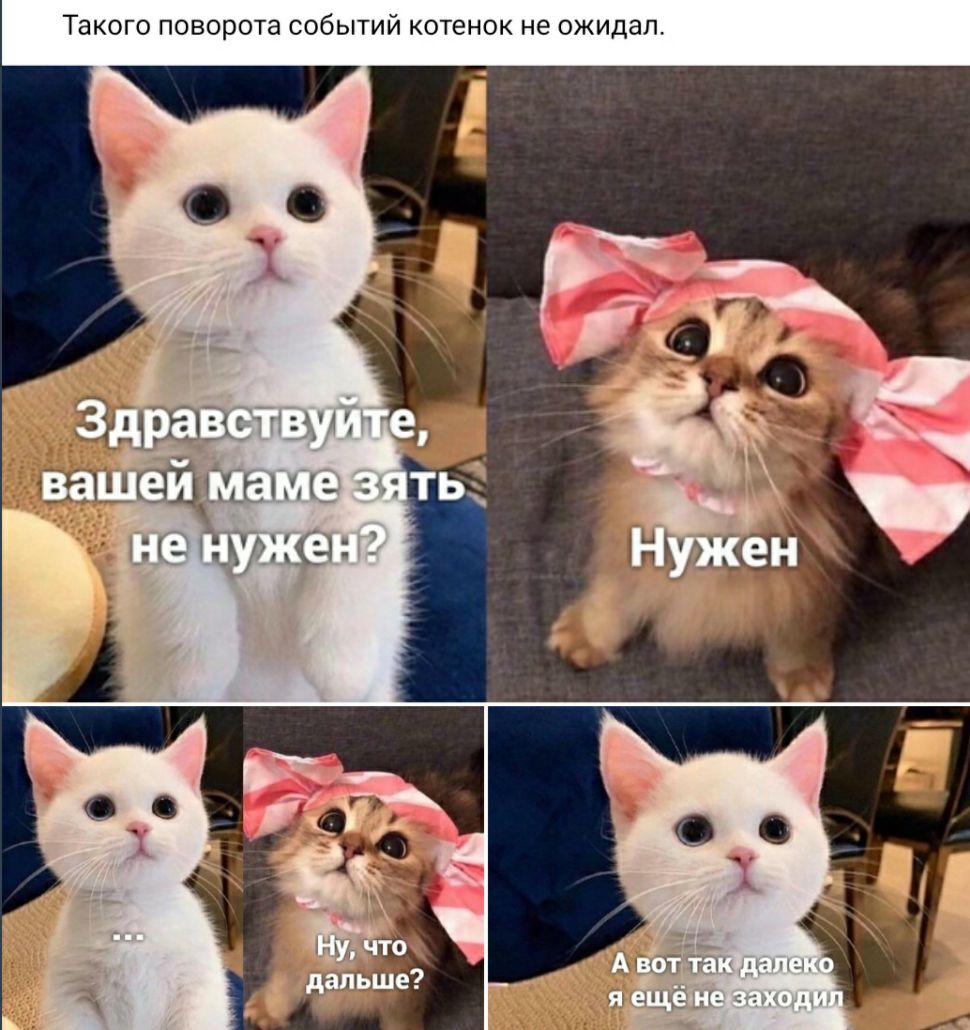 ТЗКОГО ПОВОРОТВ СОБЫТИЙ котенок не ожидал