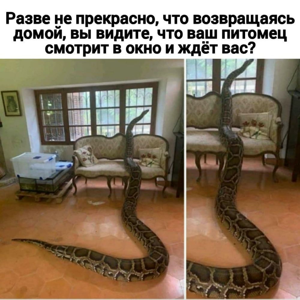 Разве не ПРЕКРЗОНО ЧТО возвращаясь дОМОИ ВЫ ВИДИТО ЧТО вар ПИТОМОЦ СМОТРИТ В ОКНО И ждет ВЭС