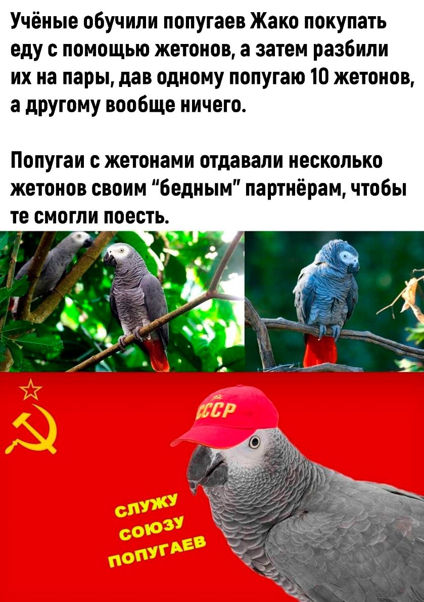 Учёные обучили попугаев Жако покупать еду с помощью жетонов а затем разбили их на пары дав одному попугаю 10 жетонов а другому вообще ничего Попугаи жетонами отдавали несколько жетонов своим бедным партнёрам чтобы те смогли поесть
