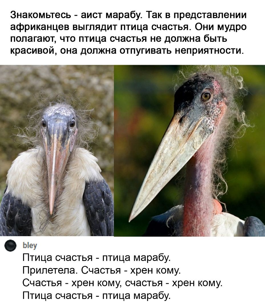 Знакомьтесь аист марабу Так в представлении африканцев выглядит птица счастья Они мудро полагают что птица счастья не должна быть красивой она должна отпугивать неприятности Ыеу Птица счастья птица марабу Прилетела Счастья хрен кому Счастья хрен кому счастья хрен кому Птица счастья птица марабу