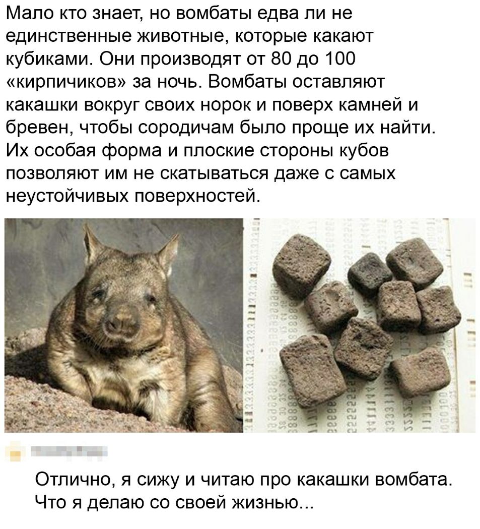 Мало кто знает но вомбаты едва ли не единственные животные которые какают кубиками Они производят от 80 до 100 кирпичиков за ночь Вомбаты оставляют какашки вокруг своих норок и поверх камней и бревен чтобы сородичам было проще их найти Их особая форма и плоские стороны кубов позволяют им не скатываться даже с самых неустойчивых поверхностей Отлично я сижу и читаю про какашки вомбата Что я делаю со