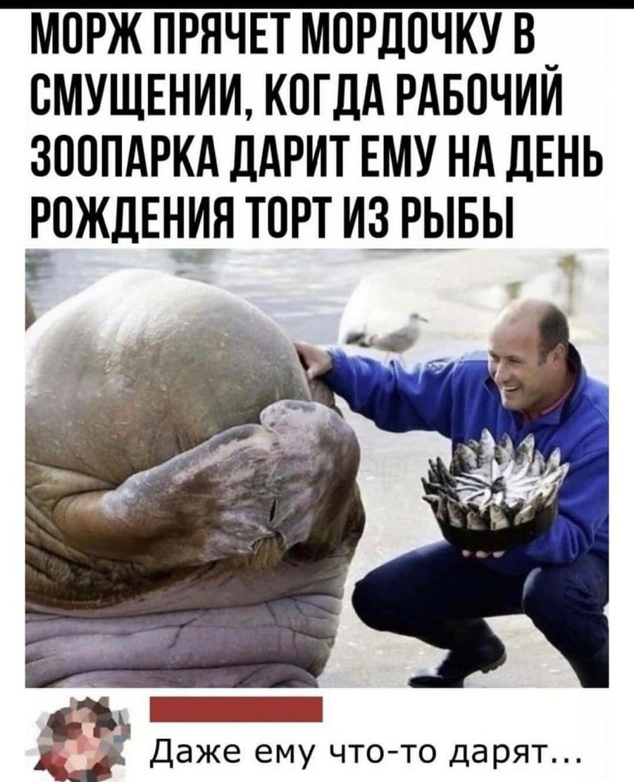 моржпрячпморд0чкув_ смушЕнии когддрдвочии зоппдркд ддрит ЕМУ нд ДЕНЬ пждышятпртизуывы 5513 Даже ему что то дарят