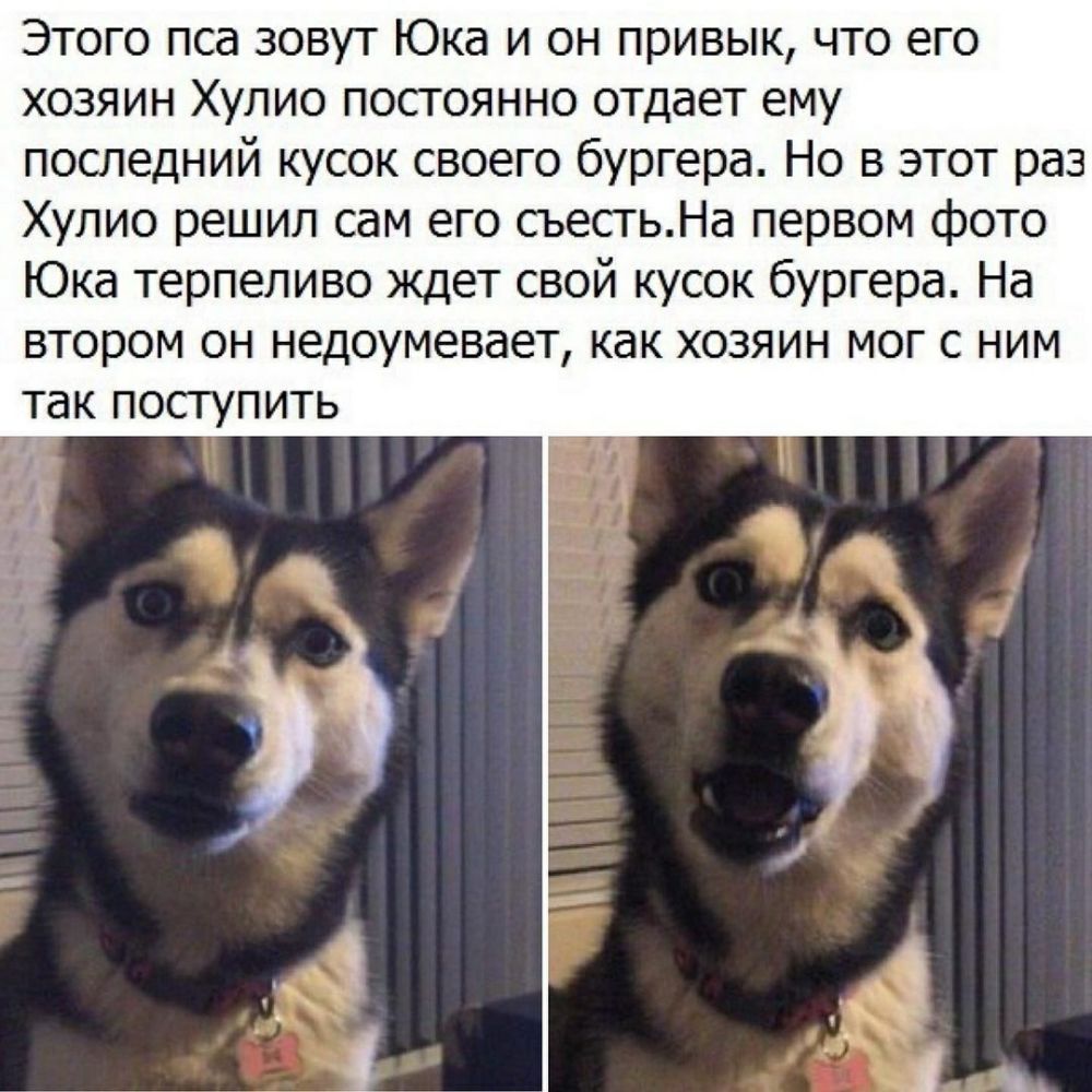 Этого пса зовут Юка и он привык что его хозяин Хулио постоянно отдает ему последний кусок своего бургера Но в этот раз Хулио решил сам его сьестьНа первом фото Юка терпеливо ждет свой кусок бургера На втором он недоумевает как хозяин мог с ним так поступить 3 1 3
