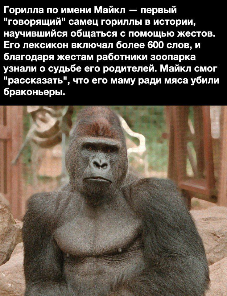 Горилпа по имени Майкл первый говорящий самец гориллы в истории научившийся общаться с помощью жестов Его лексикон включал более 600 слов и благодаря жестам работники зоопарка узнали о судьбе его родителей Майкл смог рассказать что его маму ради мяса убили браконьеры