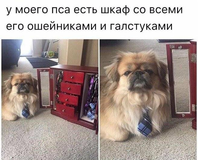 у МОЕГО ПСЭ ЕСТЬ шкаф СО ВСЕМИ ЕГО ОШЕЙНИКЭМИ И галстуками