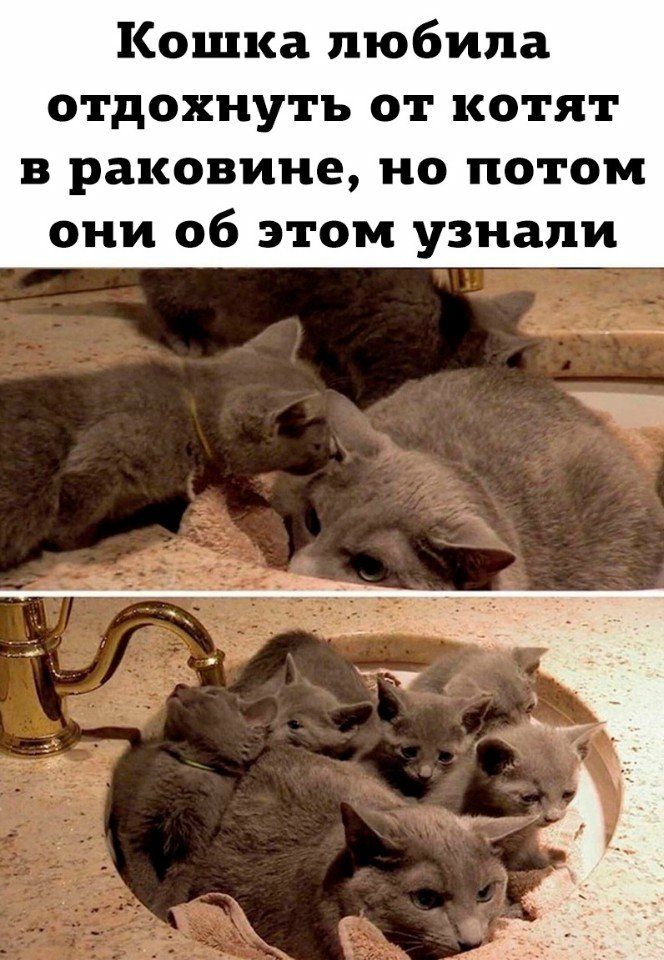Кошка любила отдохнуть от котят в раковине но потом они об этом узнали