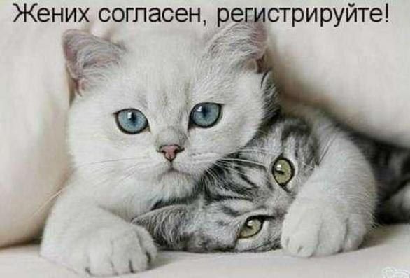 Жених согласен рсі стрируйте