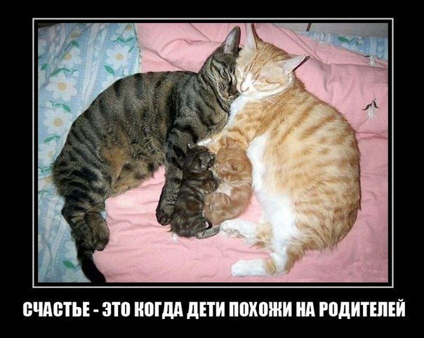 БЧАБТЬЕ это ШВП діти похожи ип РПдИТШЕЙ