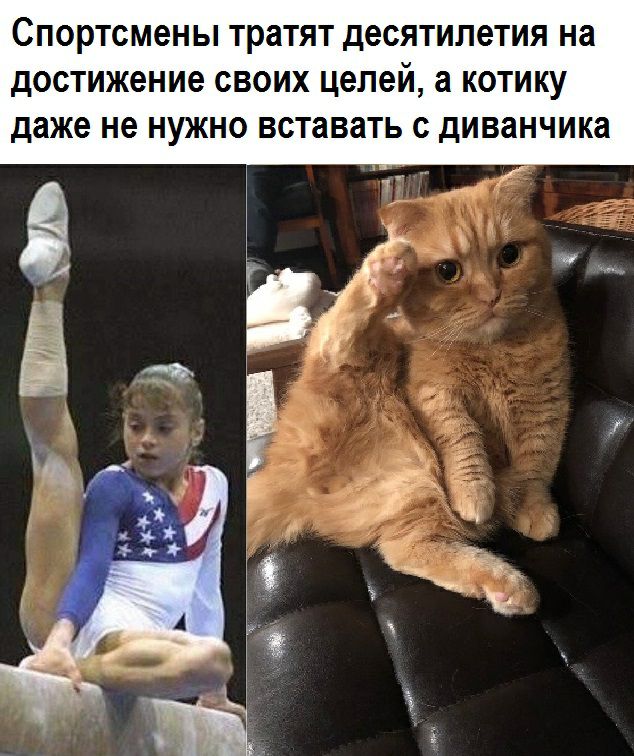 Спортсмены тратят десятилетия на достижение СВОИХ целей а КОТИКУ даже не НУЖНО вставать С ДИВЗНЧИКЗ