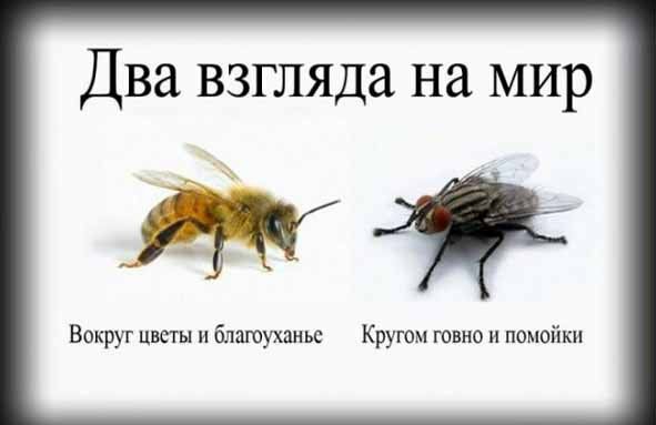 Два взгляда на мир Вокруг цветы и благоуханье Кругом говно и помойки