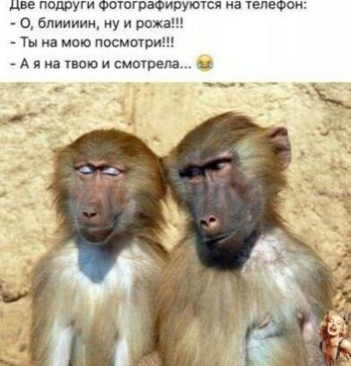 две подруги фотографируются на телефон блиииин ну и рож Ты на мою посмотри Аяна твою и смотрела