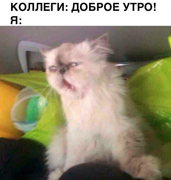 КОЛЛЕГИ ДОБРОЕ УТРО Я