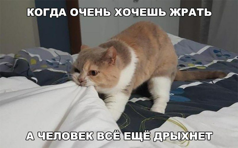 КОГДА ОЧЕНЬ ХОЧЕШЬ ЖРАТЬ Ё1