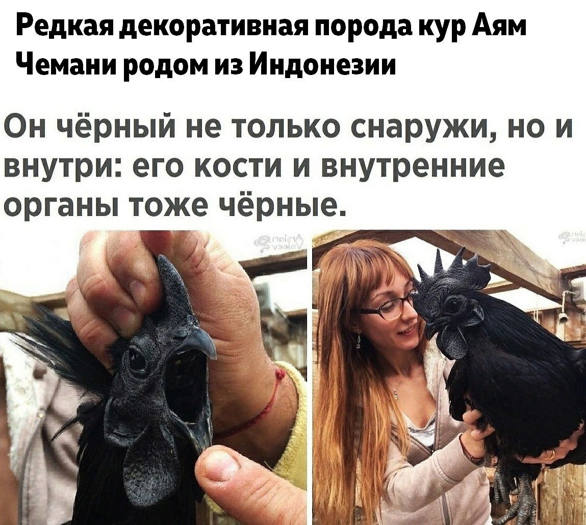 Редкая декоративная порода кур Аям Чемани родом из Индонезии Он чёрный не только снаружи но и внутри его кости и внутренние органы тоже чёрные