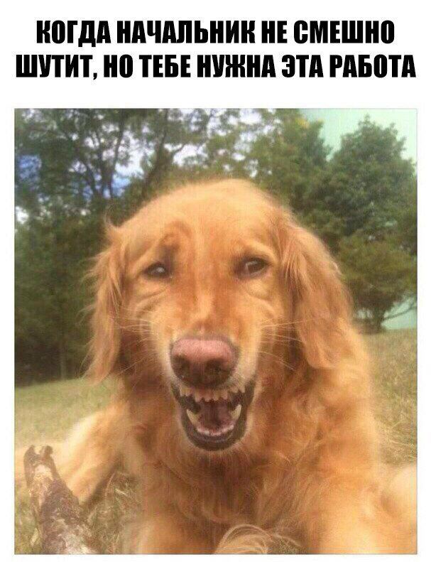 НВГДА НАЧАЛЬНИН НЕ БМЕШНП ШПНТ но ТЕБЕ НШННА ЭТА РАБНТА