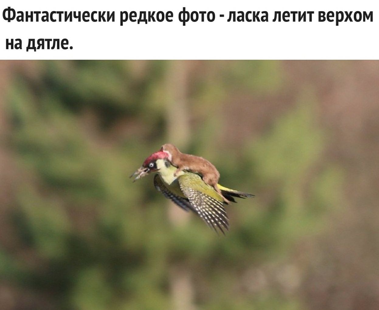 Фантастически редкое фото ласка летит верхом на дятле