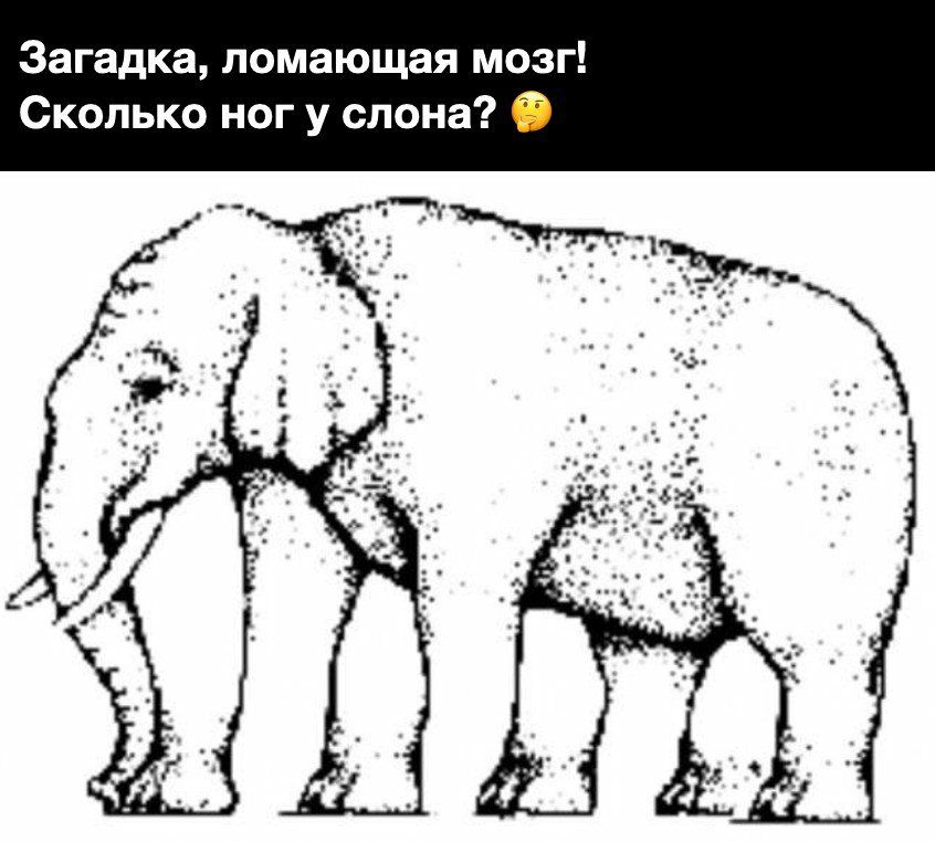 Загадка ломающая мозг Сколько ног у слона