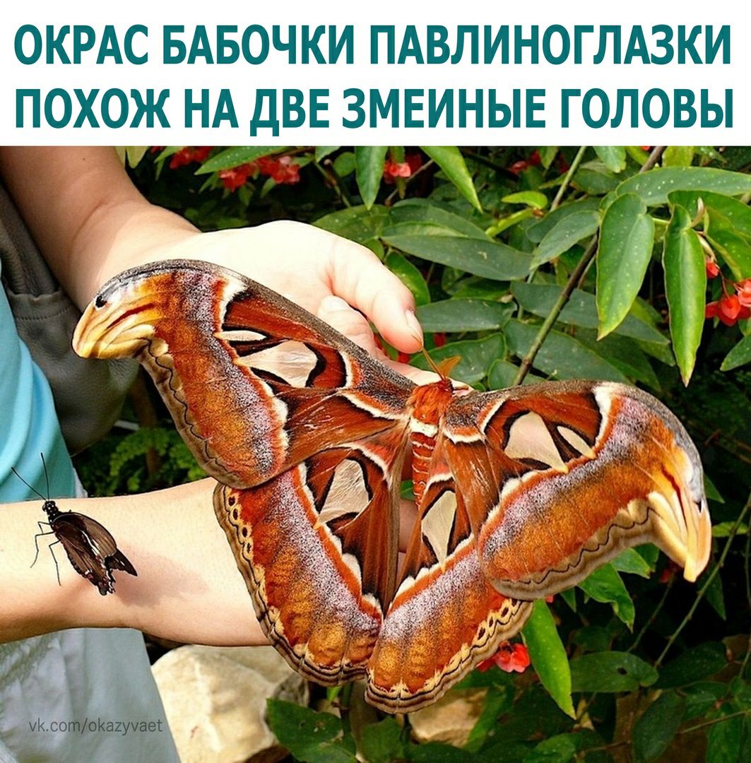ОКРАС БАБОЧКИ ПАБЛИНОГЛАЗКИ ПОХОЖ НА дВЕ ЗМЕИНЫЕ ГОЛОЫ