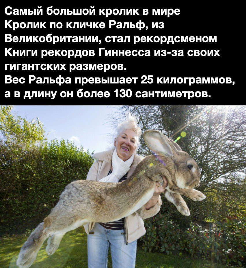 Самый большой кролик в мире Кролик по кличке Ральф из Великобритании стал рекордсменом Книги рекордов Гиннесса из за своих гигантских размеров Вес Ральфа превышает 25 килограммов а в длину он более 130 сантиметров