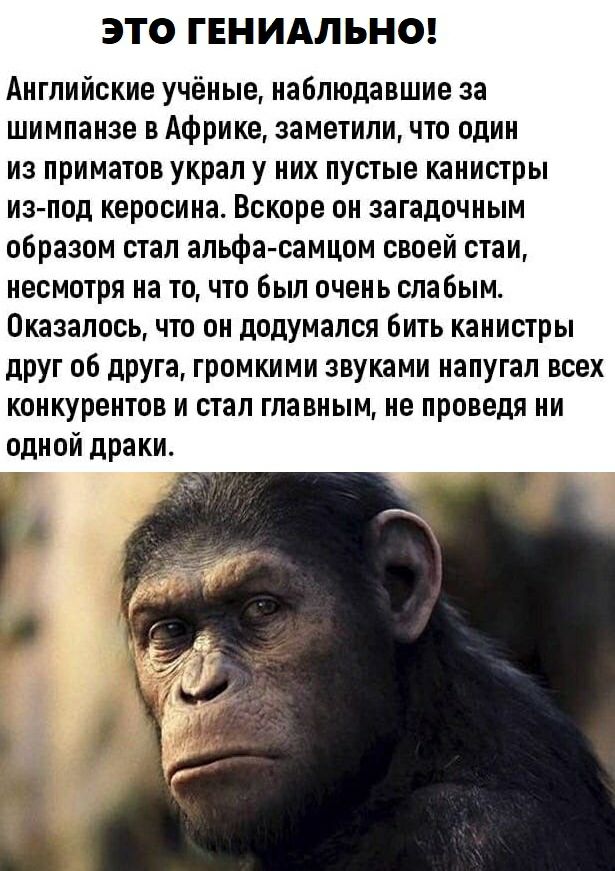 ЭТО ГЕНИАЛ ЬНО Английские учёные наблюдавшие за шимпанзе в Африке заметили что один из приматов украл у них пустые канистры из под керосина Вскоре он загадочным образом стал альфа самцом своей стаи несмотря на точто был очень слабым Оказалось что он додумался бить канистры друг об друга громкими звуками напугал всех конкурентов и стал главным не проведя ни одной драки