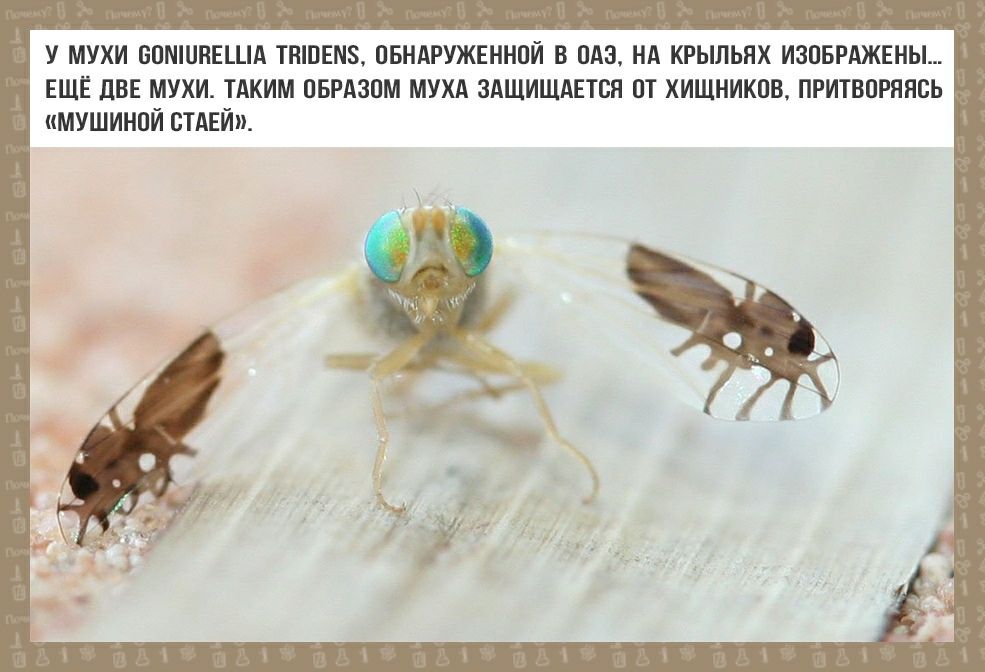 У МУХИ ВПМШПЕША ТПШЕМЗ ПБНАРУЖЕННПЙ В ОАЭ НА КРЫЛЬПХ ИЗПБРАЖЕНЫ ЕЩЁ ДВЕ МУХИ ТАКИМ ПБРАЗПМ МУХА ЗАЩИЩАЕТБП ПТ ХИЩНИКПВ ПРИТВПРППБЬ МУШИНПЙ БТАЕЙ
