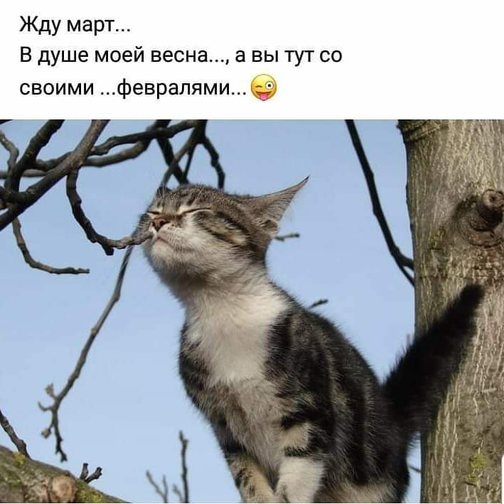 Жду март В душе моей весна а вы тут со своими февралями