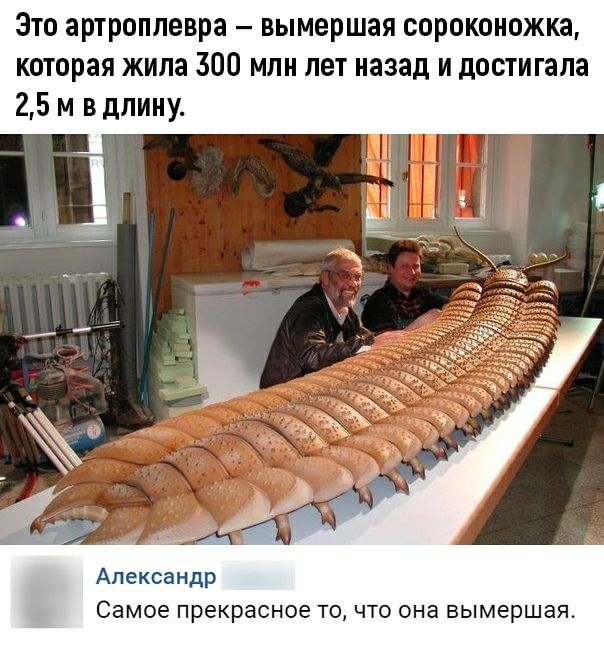 Это артроплевра вымершая сороконожка которая жила 300 млн лет назад и достигала 25 м в длину Александр Самое прекрасное то что она вымершая