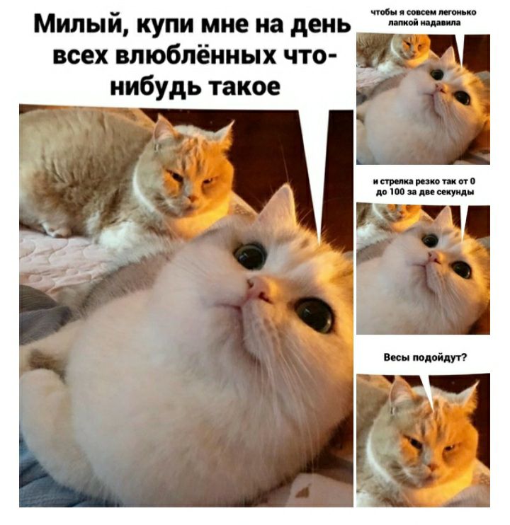 Милый купи мне на день всех влюблённых что _ нибудь такое пир Митта попитьши