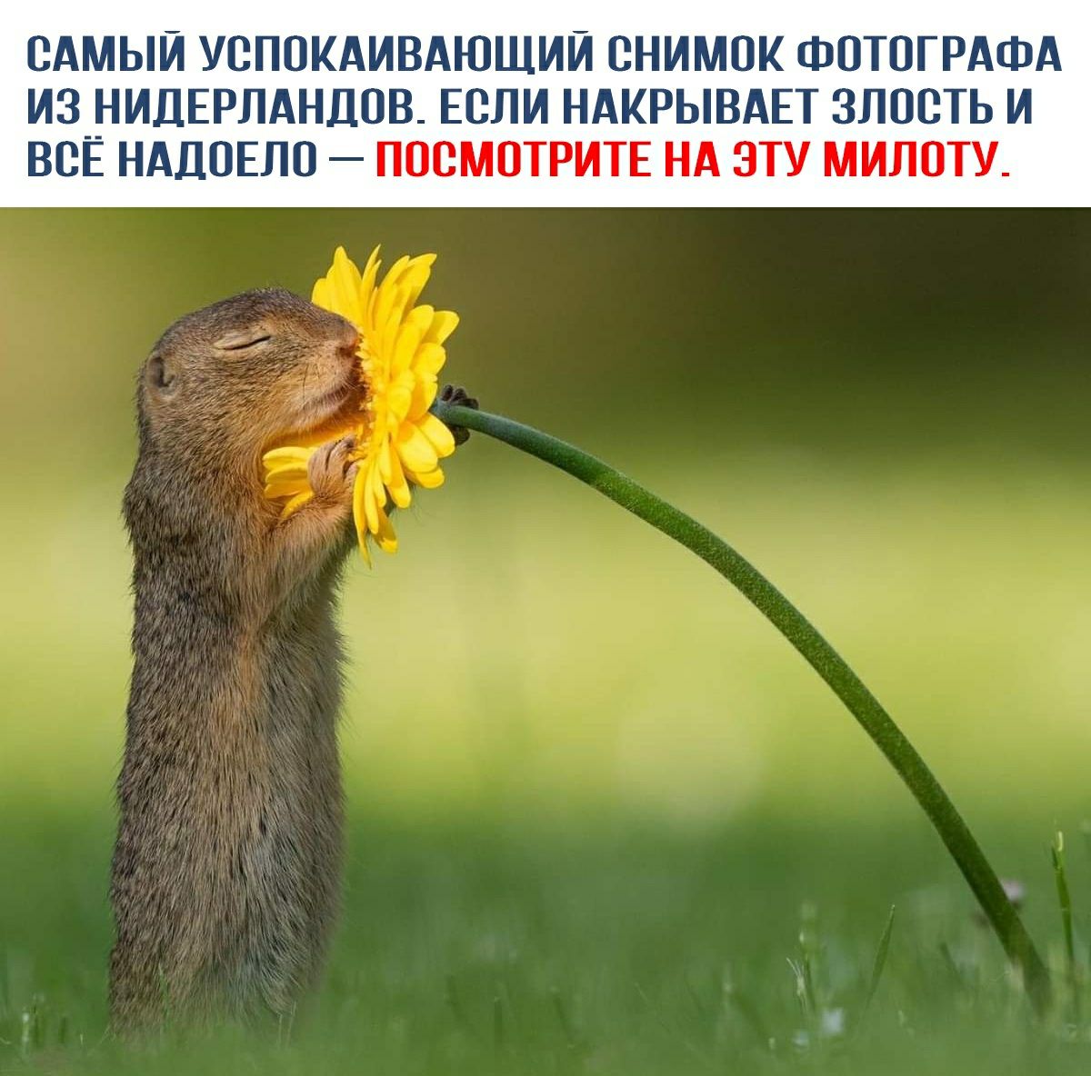 ОАМЫЙ УОПОКАИВАЮЩИЙ ОНИМОК ФОТОГРАФА ИЗ НИДЕРЛАНДОВ ЕОЛИ НАКРЫВАЕТ ЗЛООТЬ И ВОЁ НАДОЕЛО ПОСМОТРИТЕ НА ЭТУ МИЛОТУ