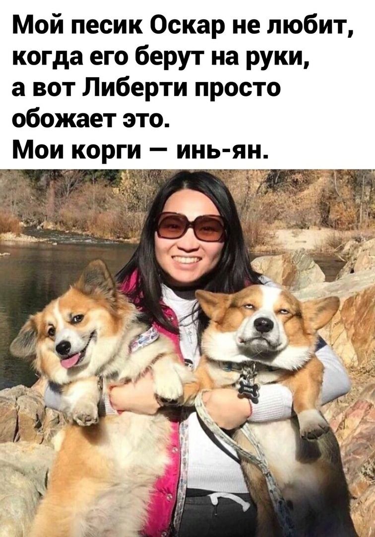 Мой песик Оскар не любит когда его берут на руки а вот Либерти просто обожает это Мои корги инь ян