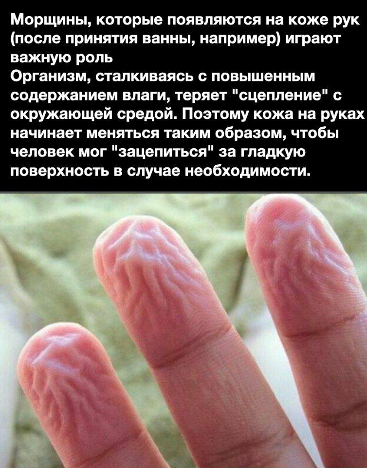 Морщины которые появляются на коже рук после принятия ванны например играют важную роль Организм сталкиваясь с повышенным содержанием влаги теряет сцепление с окружающей средой Поэтому кожа на руках начинает меняться таким образом чтобы человек мог зацепиться за гладкую поверхность в случае необходимости