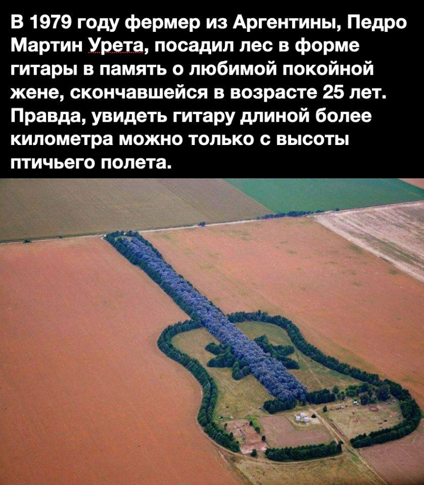 В 1979 году фермер из Аргентины Педро Мартин Урета посадил лес в форме гитары в память о любимой покойной жене скончавшейся в возрасте 25 лет Правда увидеть гитару длиной более километра можно только с высоты птичьего полета
