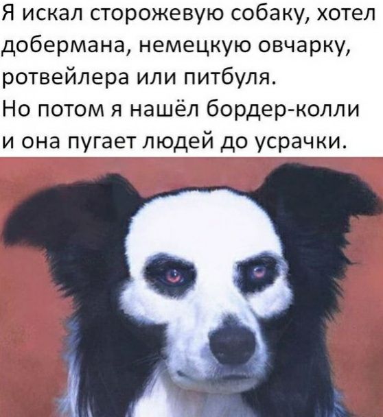 Я искал сторожевую собаку хотел добермана немецкую овчарку ротвейлера или питбуля Но потом я нашёл бордер колли и она пугает людей до усрачки