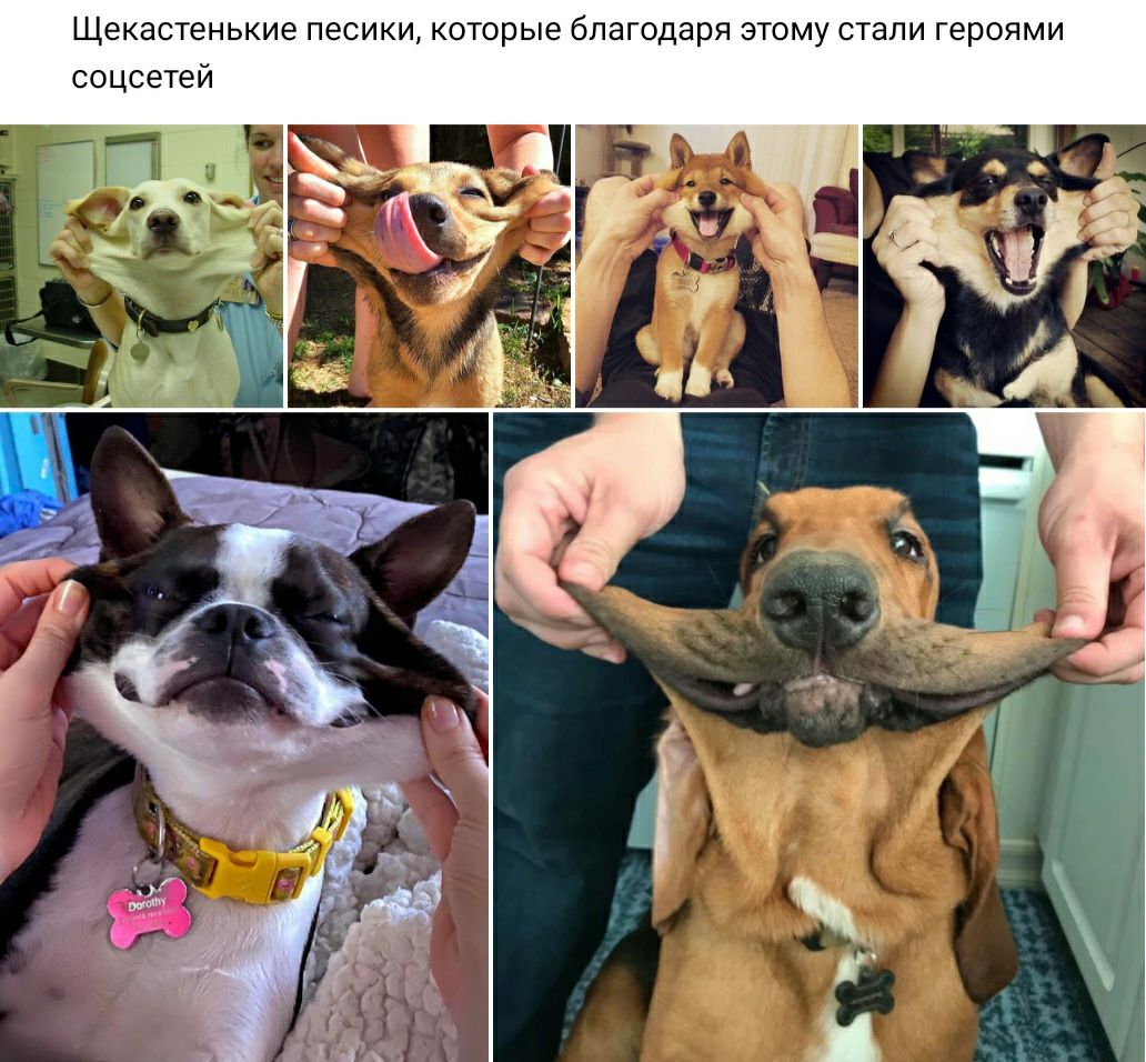 Щекастенькие песики которые благодаря этому стали героями соцсетей