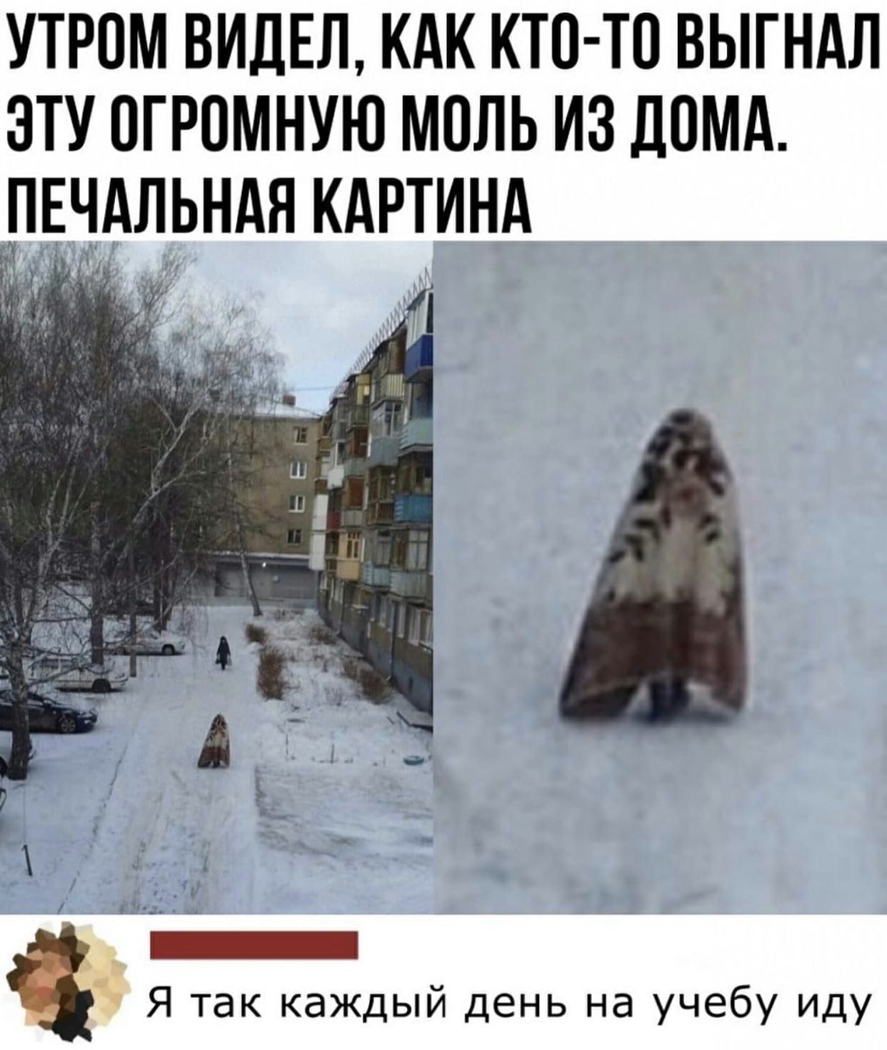 УТРПМ ВИДЕЛ КАК КТО ТП ВЫГНАЛ ЭТУ ОГРОМНУЮ МПЛЬ ИЗ ДОМА Л_ЕЧАЛЬНАЯ КАРТИНА 1 4 С _ Я так каждый день на учебу иду