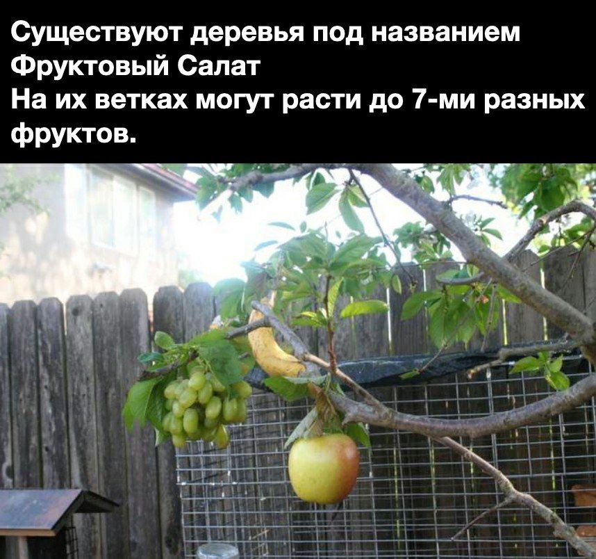 Существуют деревья под названием Фруктовый Салат На их ветках могут расти до 7 ми разных фруктов