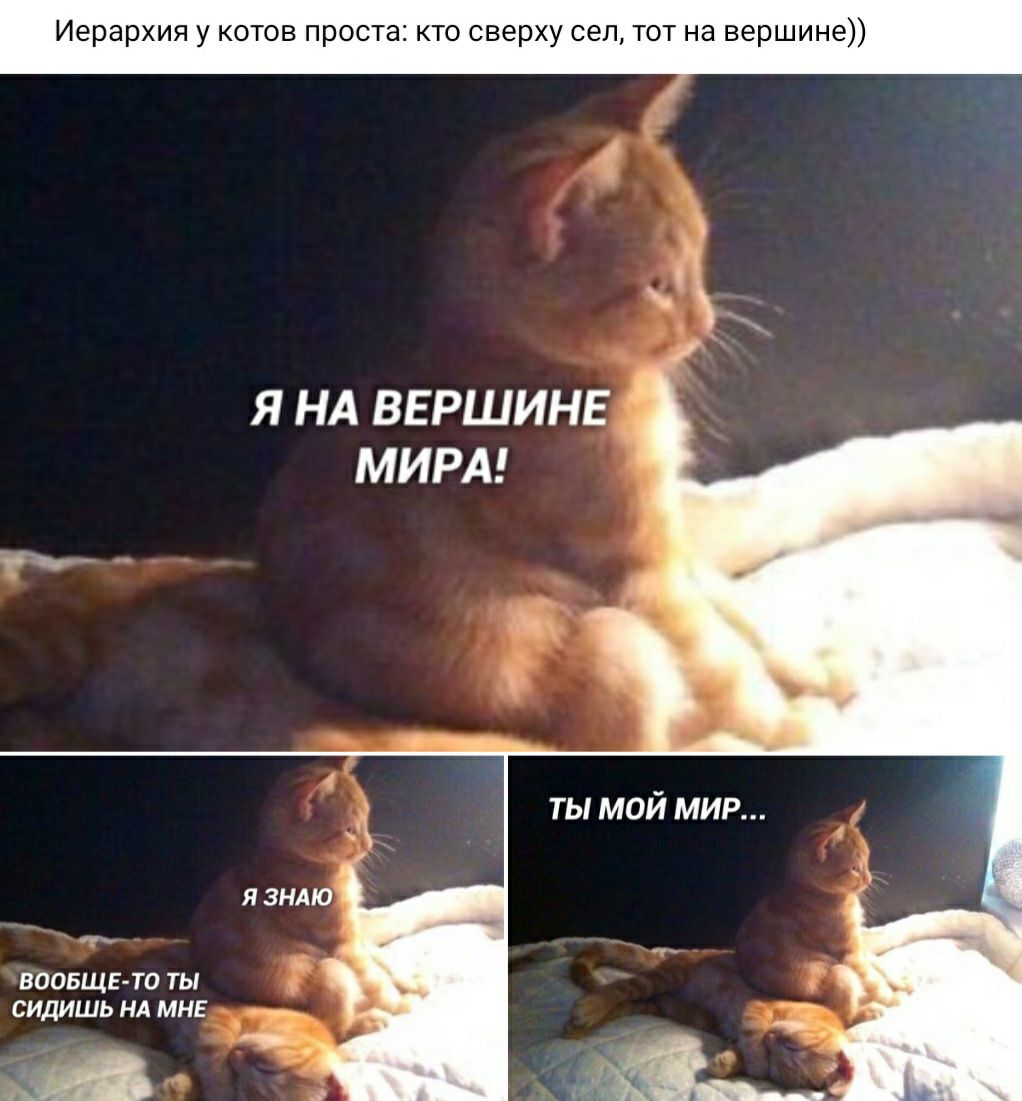 Иерархия у котов проста кто сверху сел тот на вершине Я НА ВЕРШИНЕ МИРА ты мой мир ВООБЩЕ ТО ТЫ СИДИШЬ НА МНЕ ы