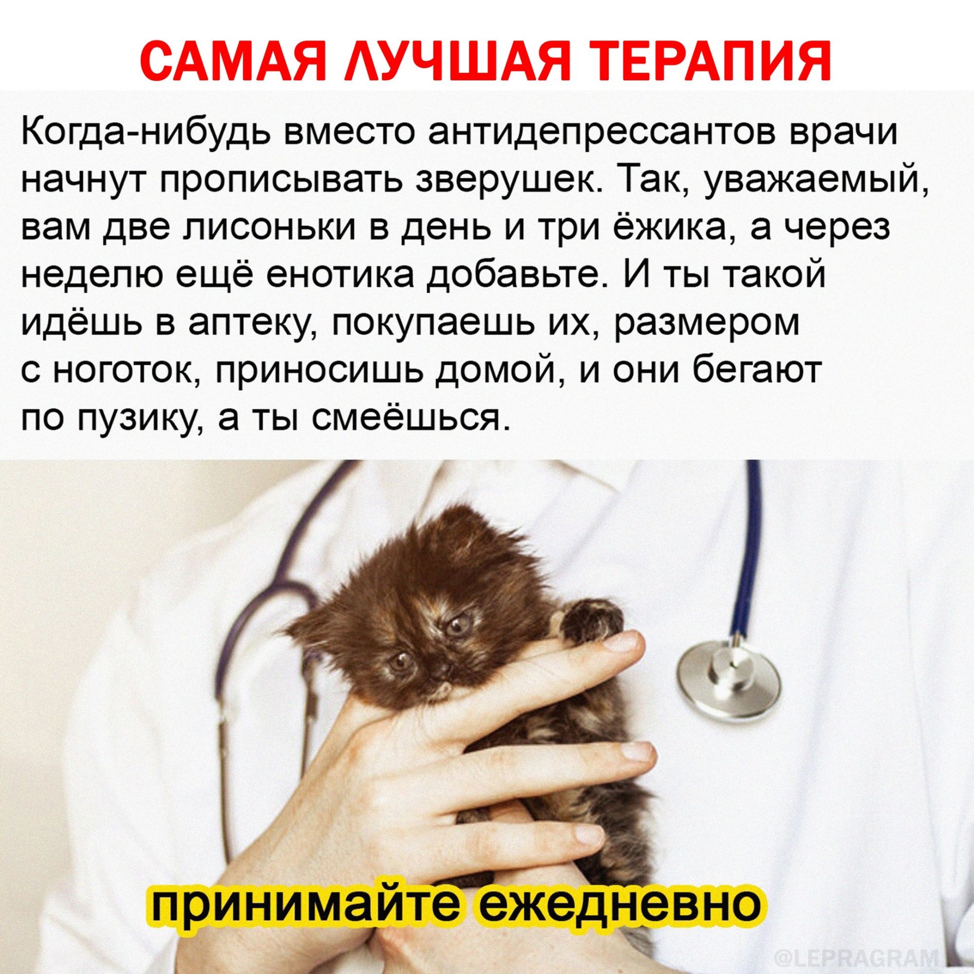 САМАЯ АУЧШАЯ ТЕРАПИЯ Когда нибудь вместо антидепрессантов врачи начнут прописывать зверушек Так уважаемый вам две лисоньки в день и три ёжика а через неделю ещё енотика добавьте И ты такой идёшь в аптеку покупаешь их размером с ноготок приносишь домой и они бегают по пузику а ты смеёшься