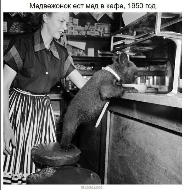 Медвежонок ест мед в кафе 1950 год