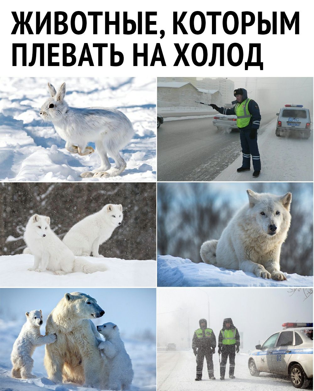 ЖИВОТНЫЕ КОТОРЫМ ПЛЕВАТЬ НА_ХОЛ_0Д