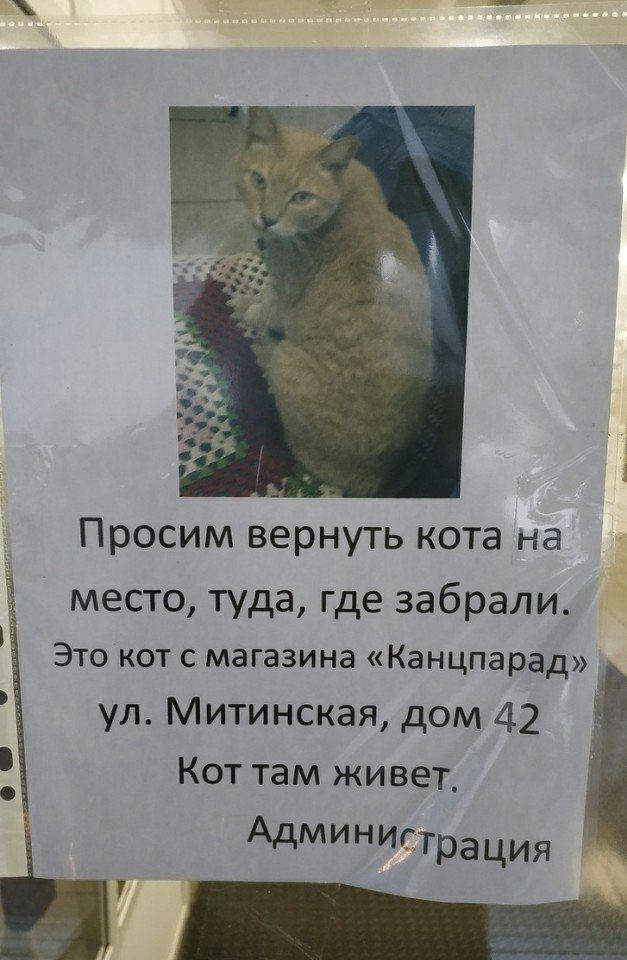 Просим вернуть кота на место туда где забрали Это кот с магазина Канцпарад ул Митинская дом 42 Кот там живет Админигтрация _