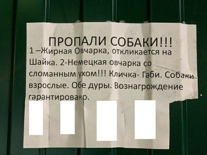 ПРОПАЛИ СОБАКИ 1 Жирная Овчарка откликается на Шайка 2 Немецкая овчарка со сломанным ухом Кличка Габи Собаки взрослые Обе дуры Вознаграждение гарантированр