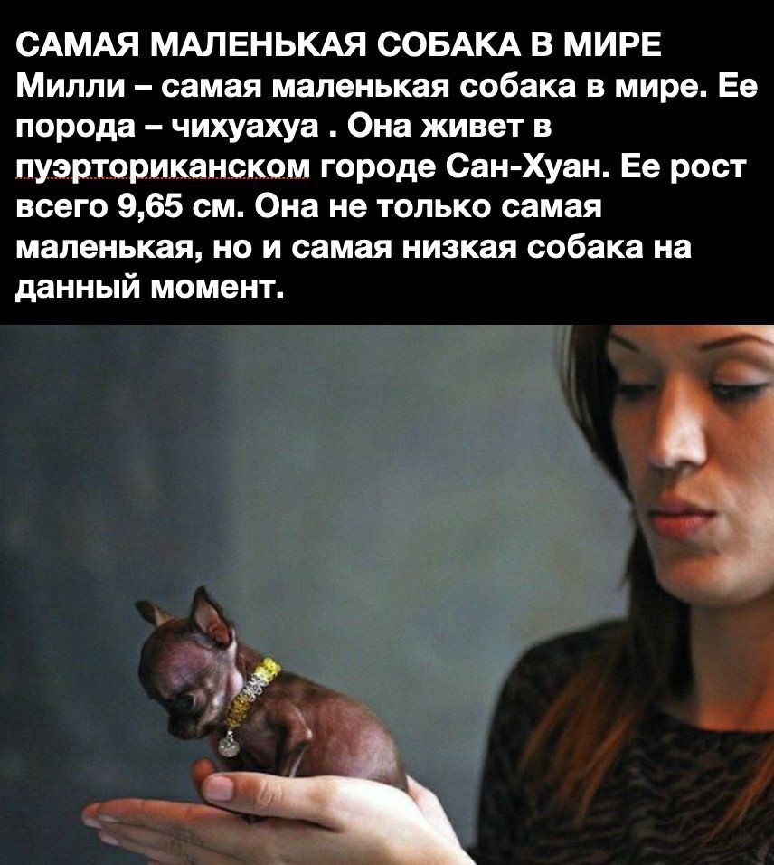 САМАЯ МАЛЕНЬКАЯ СОБАКА В МИРЕ Милли самая маленькая собака в мире Ее порода чихуахуа Она живет в пуэрториканском городе Сан Хуан Ее рост всего 965 см Она не только самая маленькая НО И самая низкая собака на данный момент в