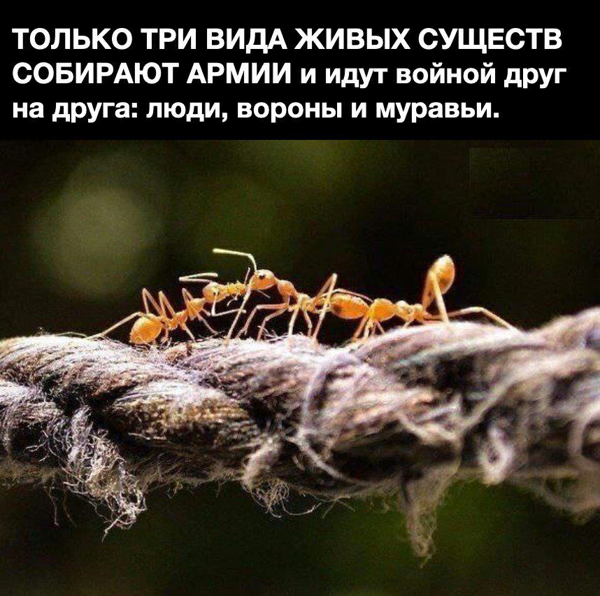 ТОЛЬКО ТРИ ВИДА ЖИВЫХ СУЩЕСТВ СОБИРАЮТ АРМИИ и идут войной друг на друга люди вороны и муравьи