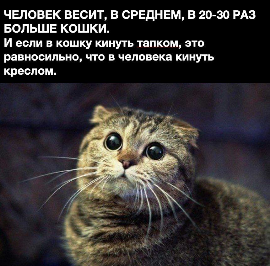 ЧЕЛОВЕК ВЕСИТ В СРЕДНЕМ В 20 30 РАЗ БОЛЬШЕ КОШКИ И если в кошку кинуть тапком это равносильно что в человека кинуть креслом